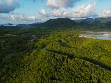 Ada deniz doğa ekoloji sisteminde yeşil tropikal mangrov ormanı.