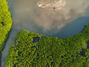 Ada deniz doğa ekoloji sisteminde yeşil tropikal mangrov ormanı.