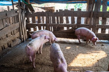 Domuzlar geleneksel domuz çiftliği hayvancılık endüstrisinde yiyecek besliyor.