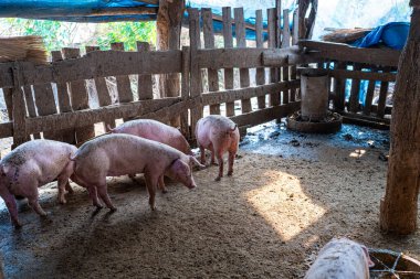 Domuzlar geleneksel domuz çiftliği hayvancılık endüstrisinde yiyecek besliyor.