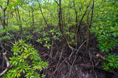 Nehir manzaralı yeşil tropikal mangrov orman ekoloji doğa sistemi