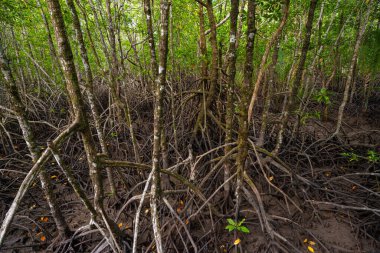 Nehir manzaralı yeşil tropikal mangrov orman ekoloji doğa sistemi
