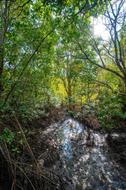 Nehir manzaralı yeşil tropikal mangrov orman ekoloji doğa sistemi