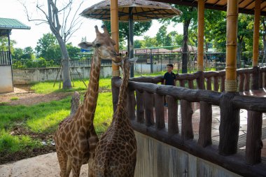 Küçük anaokulu çocuğu hayvanat bahçesinde zürafayı besliyor. Hayvanlarla mutlu çocuk.