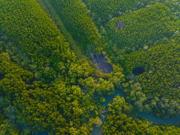 Tropikal yeşil yeşillikler tropikal orman deniz kıyısı doğa manzarası