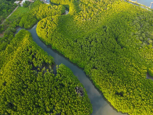 Ada deniz doğa ekoloji sisteminde yeşil tropikal mangrov ormanı.