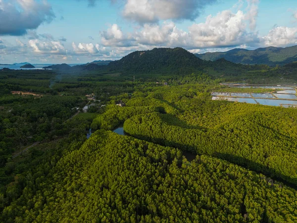 Ada deniz doğa ekoloji sisteminde yeşil tropikal mangrov ormanı.