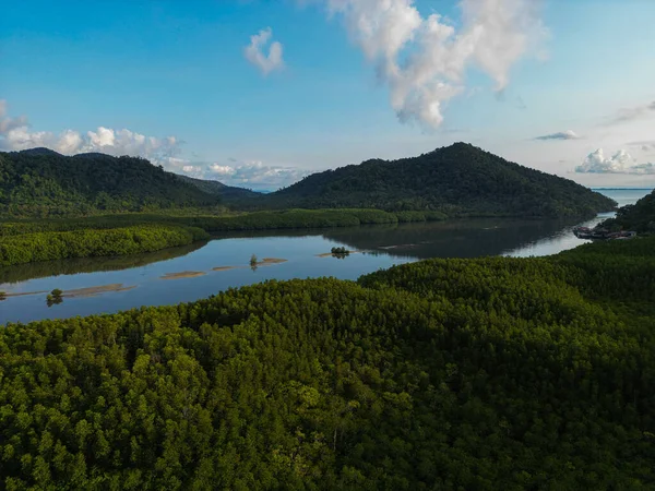 Ada deniz doğa ekoloji sisteminde yeşil tropikal mangrov ormanı.
