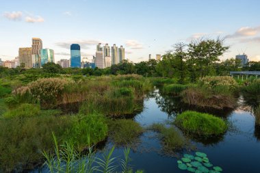 Yeşil şehir bataklık parkı. Gün batımı mavi gökyüzü bulutu yolu ve güzel ağaçlar yolda yürüyor. Park yerinde yeşil çimen tarlasında rahatça yürüyor..