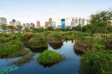 Yeşil şehir bataklık parkı. Gün batımı mavi gökyüzü bulutu yolu ve güzel ağaçlar yolda yürüyor. Park yerinde yeşil çimen tarlasında rahatça yürüyor..