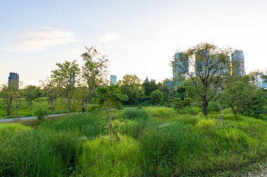 Yeşil şehir bataklık parkı. Gün batımı mavi gökyüzü bulutu yolu ve güzel ağaçlar yolda yürüyor. Park yerinde yeşil çimen tarlasında rahatça yürüyor..