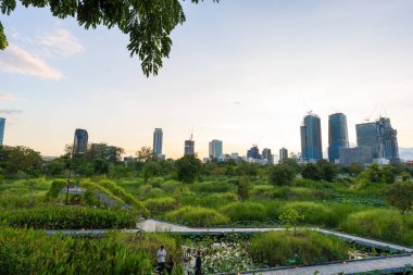 Şehir parkında tropik yağmur ormanları yeşil çayır çimenleri. Gün ışığı ve doğal manzara.