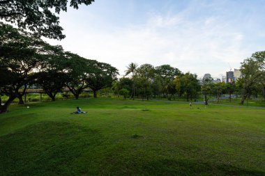 Şehir parkında tropik yağmur ormanları yeşil çayır çimenleri. Gün ışığı ve doğal manzara.
