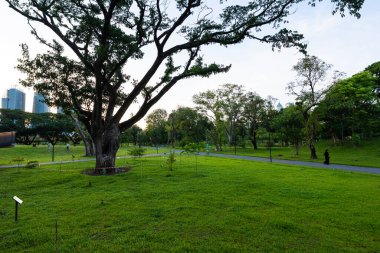 Şehir parkında tropik yağmur ormanları yeşil çayır çimenleri. Gün ışığı ve doğal manzara.