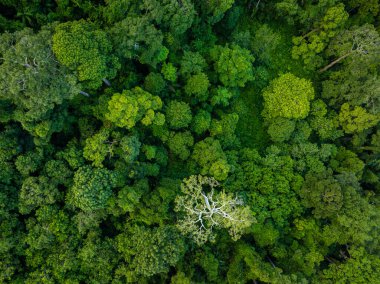 Yeşil tropikal yağmur ormanlarının arka planı doğa manzarası hava manzarası