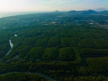 Tropikal yeşil yeşillikler tropikal orman deniz kıyısı doğa manzarası