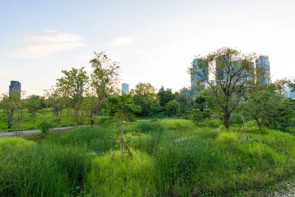 Yeşil şehir bataklık parkı. Gün batımı mavi gökyüzü bulutu yolu ve güzel ağaçlar yolda yürüyor. Park yerinde yeşil çimen tarlasında rahatça yürüyor..