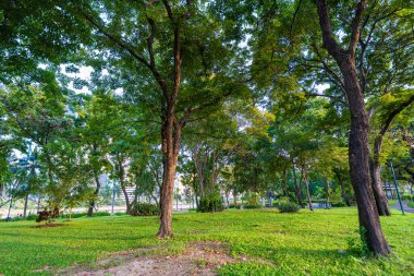 Şehir parkındaki tropik yeşil ağaç ormanı güneş ışığı doğal olarak