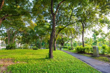 Şehir parkındaki tropik yeşil ağaç ormanı güneş ışığı doğal olarak