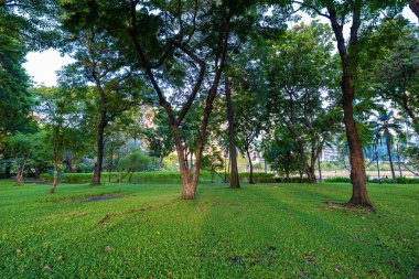 Şehir parkındaki tropik yeşil ağaç ormanı güneş ışığı doğal olarak