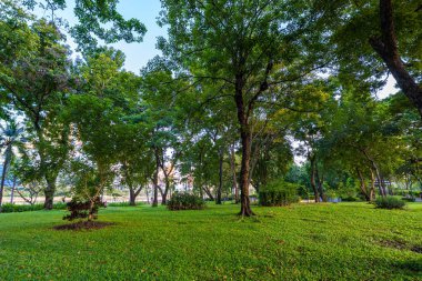 Şehir parkındaki tropik yeşil ağaç ormanı güneş ışığı doğal olarak