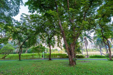 Şehir parkındaki tropik yeşil ağaç ormanı güneş ışığı doğal olarak