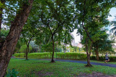 Şehir parkındaki tropik yeşil ağaç ormanı güneş ışığı doğal olarak