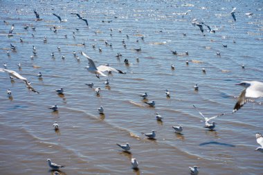 Uçan martılar Bangpu tatil merkezi, Samut Prakan, Tayland 'daki insanlar tarafından besleniyor.