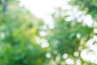 Bulanık yeşil ağaç yaprağı orman güneş ışığı Bokeh, soyut doğa arka plan