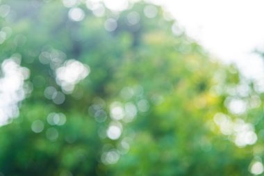 Bulanık yeşil ağaç yaprağı orman güneş ışığı Bokeh, soyut doğa arka plan