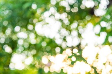 Bulanık yeşil ağaç yaprağı orman güneş ışığı Bokeh, soyut doğa arka plan