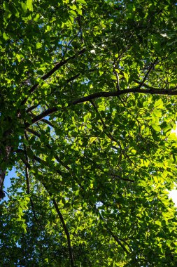 Yeşil ağaç yaprağı ormanı dev bir mavi gökyüzü günışığını yükseltir.
