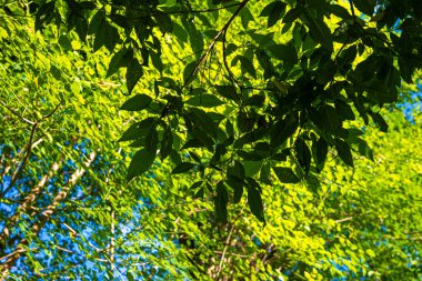 Yeşil ağaç yaprağı ormanı dev bir mavi gökyüzü günışığını yükseltir.