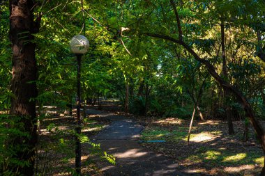 Yeşil şehir parkında asfalt yol taze yeşillik bahçesi doğa manzarası