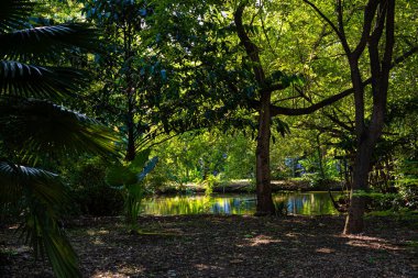 Yeşil şehir parkında asfalt yol taze yeşillik bahçesi doğa manzarası