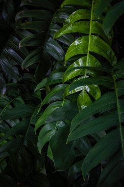 Yeşil tropikal orman canavarı bitki yaprağı açık hava plantasyonu güneş ışığı arka plan