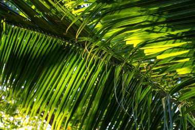 Yeşil hindistan cevizi palmiyesi yaprağı tropikal orman güneş ışığı doğa dokusu