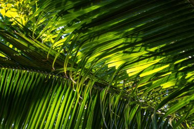 Yeşil hindistan cevizi palmiyesi yaprağı tropikal orman güneş ışığı doğa dokusu