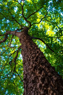 Tropik yeşil yaprak gökyüzüne kadar uzanan büyük ağaç dalı güneş ışığı arka planı
