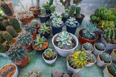 Çeşitli açık hava botanik kaktüsleri çiftlik evi doğa tarım endüstrisi