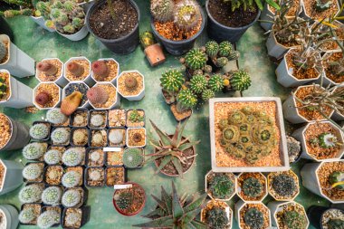 Çeşitli açık hava botanik kaktüsleri çiftlik evi doğa tarım endüstrisi