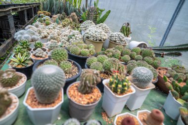 Çeşitli açık hava botanik kaktüsleri çiftlik evi doğa tarım endüstrisi