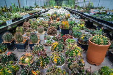 Çeşitli açık hava botanik kaktüsleri çiftlik evi doğa tarım endüstrisi