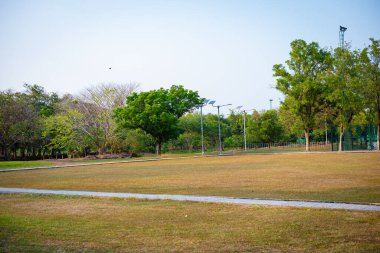 Tropikal halk ağacı parkında yeşil çayır çimen doğa manzarası