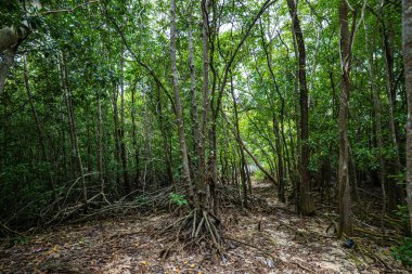 Yeşil tropikal mangrov orman yolu ekoloji doğa manzarası arka planı