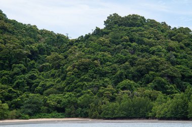 Yeşil tropikal ada ağacı yaz tatili doğa geçmişi