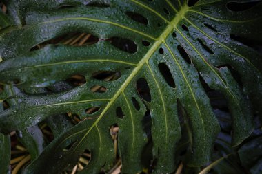 Yeşil desenli bitki yaprağı yağmur damlası canavarın üzerine düşüyor derin yeşil doğa arkaplanı