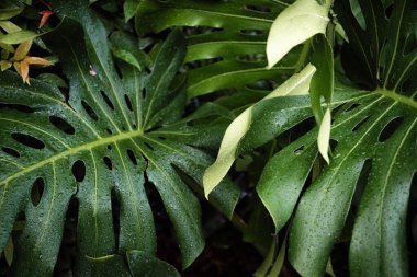 Yeşil desenli bitki yaprağı yağmur damlası canavarın üzerine düşüyor derin yeşil doğa arkaplanı