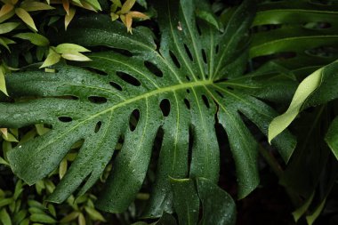 Yeşil desenli bitki yaprağı yağmur damlası canavarın üzerine düşüyor derin yeşil doğa arkaplanı