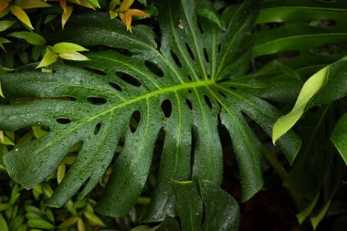 Yeşil desenli bitki yaprağı yağmur damlası canavarın üzerine düşüyor derin yeşil doğa arkaplanı